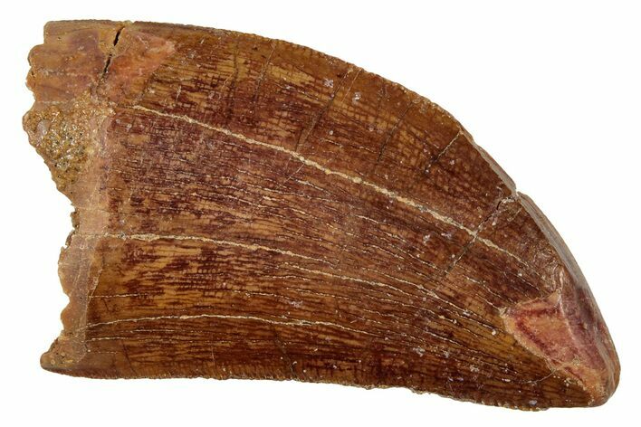 Serrated, Carcharodontosaurus Tooth - Feeding Worn Tip #341331